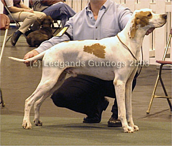 5th Post Graduate Dog